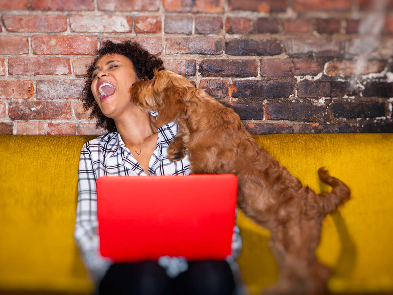 Woman on her laptop while pet dog licks her face